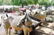 Seven biryani samples collected from Haryana’s Mewat test positive, says report